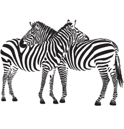 Zebra PNG image-8959